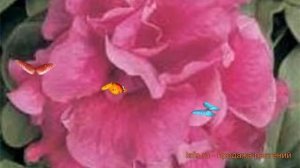 Петуния махровая Дуо Роуз (duo rouz) ? петуния Дуо Роуз обзор: как сажать семена петунии Дуо Роуз