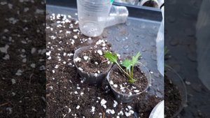 Размножение вегетативной брахикомы.