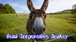 Semi Cooperative Donkey -- OrchestraComedy -- Royalty Free Music
