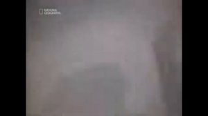 Горилла спасает малыша упавшего в зоопарке к гарилам с 7-ми метровой высоты