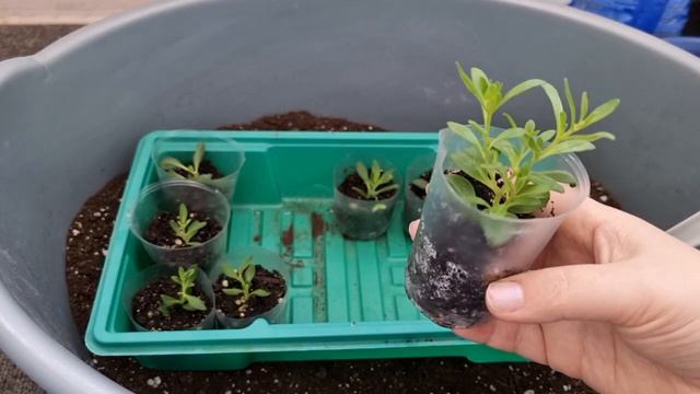 Результат черенкования калибрахоа 🌱👍