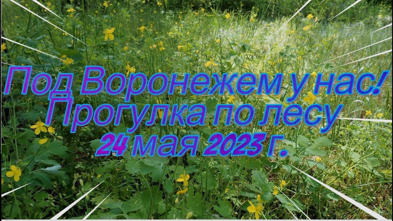 Под Воронежем у нас, лесная прогулка, 24 мая 2023 г.Near Voronezh, we have a forest walk, May 24