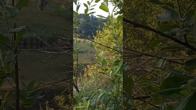 ❤️??КЛЕВА НЕ БЫЛО, НО ПЕСНЯ БЫЛА! #ukraine #водоем #природа #птицы #рыбалка смотреть онлайн