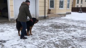 Бурят монгольский волкодав охрана 2 занятие