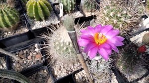 Коллекция кактусов.Обзор и ревизия колючек.Cacteen