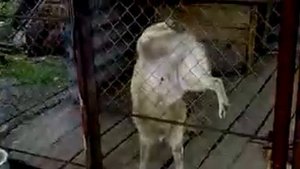 писающий пес.avi