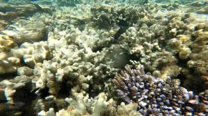 Maldives - Hotel Riu Atoll 2022 | Part. 1 ? ? ? ??