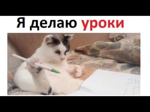 Лютые приколы. Кот делает домашку за школьника