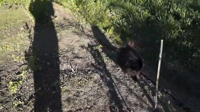 Русская ива. Видео-обзор. Плетение изгороди. смотреть онлайн