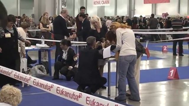 Россия 2012 фр бульдоги бэбики кобели смотреть онлайн