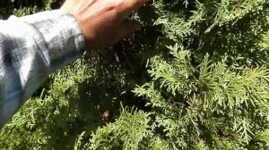 Необычные для Сибири хвойные в моём саду