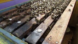 перевожу пчел на ячейку 4,9 мм, часть 55, весенняя ревизия 1 апреля 2024 года