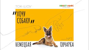 Ток-шоу "Хочу собаку".  Все что нужно знать о немецких овчарках начинающему владельцу