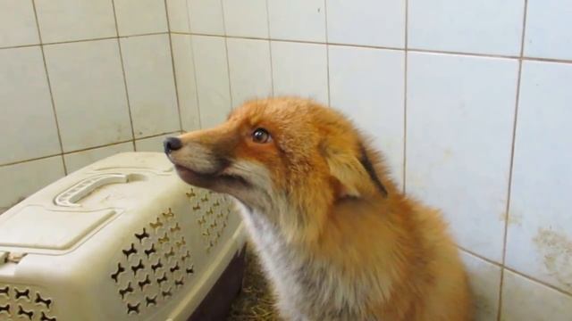 Патрикеевна смотреть онлайн