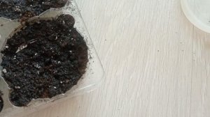 #многолетник ЛОБЕЛИЯ МНОГОЛЕТНЯЯ ПОСАДКА #посадка  #сад #цветыизсемян #многолетниецветы #наизнанку