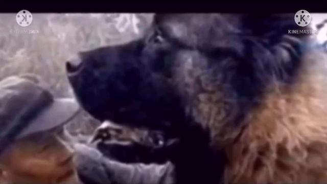 Пенсионер подобрал на улице ослабленного щенка, но не знал, кто из него вырастет смотреть онлайн