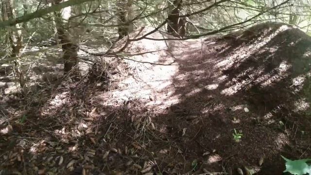 СТРАНА МУРАВЬЕВ. Нашли в лесу многочисленные колонии рыжих лесных муравьев смотреть онлайн