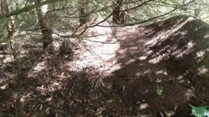 СТРАНА МУРАВЬЕВ. Нашли в лесу многочисленные колонии рыжих лесных муравьев