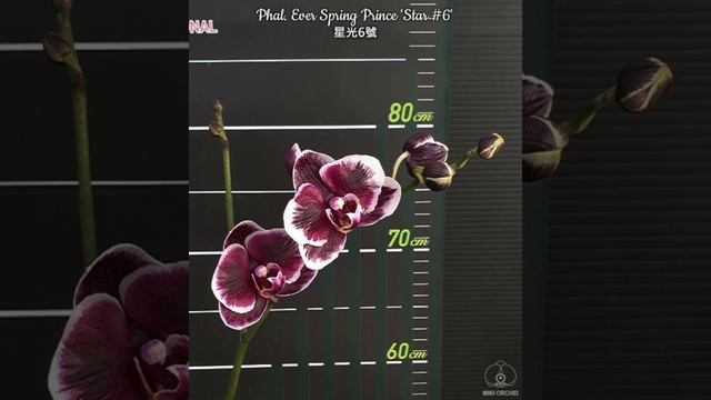 Фото и название орхидей. (часть 3) смотреть онлайн