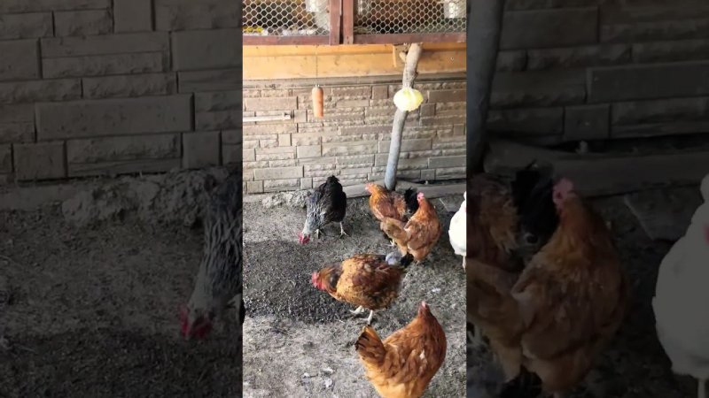 Куриный фитнес укрепляет иммунитет и не даёт разжиреть / Fitness for chickens #мастерhouse #chickens