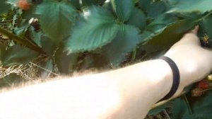 Ежевика Вошито - один из лучших сортов! Сорт-бомба!