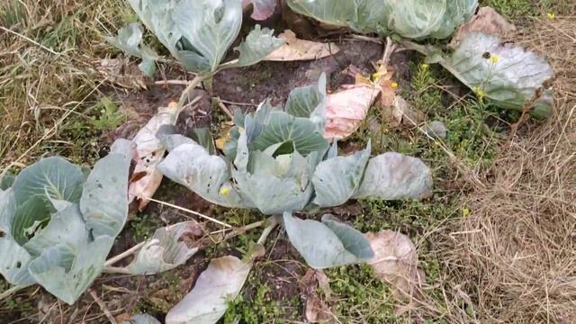 Что ПОСАДИТЬ после ЧЕСНОКА в июле ? ЭКСПЕРИМЕНТ. смотреть онлайн