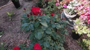 роза Травиата