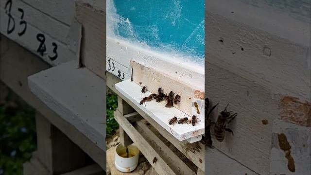 Пчёлы приносят пыльцу - замедленный кадр.