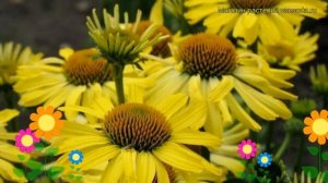 Эхинацея пурпурная Клеопатра. Краткий обзор, описание характеристик echinacea purpurea Cleopatra