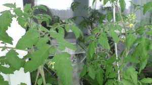 Моим ранним помидорам три месяца со дня посева