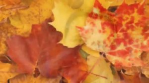 Варонины тогда и сейчас