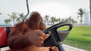 Orangutan driving a golf cart but with NFS Underground Riders on the Storm over it