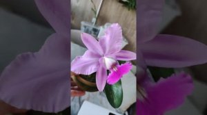 Cattleya walkeriana.