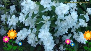 Чубушник венечный Русалка. Краткий обзор, описание характеристик philadelphus coronarius