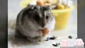 Плюсы и Минусы содержания джунгарского хомяка