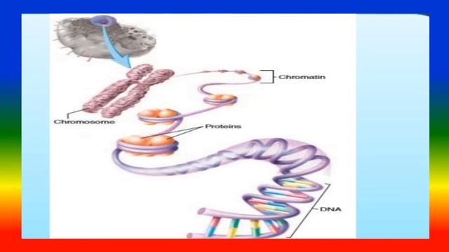 CELL STRUCTURE AND FUNCTIONS