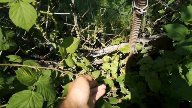 пшехиба, самая ранняя малина. смотреть онлайн