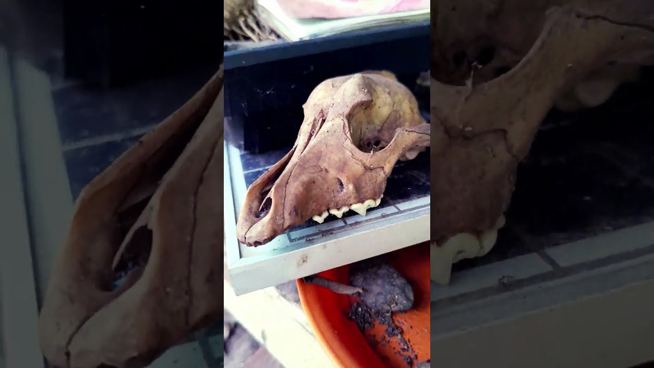 Дом отшельника. Кам #камбоджа смотреть онлайн