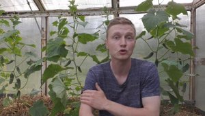 Триходерма: способы применения в огороде. Биопрепараты для мульчирования и опрыскивания