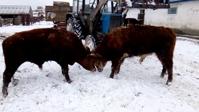 Битва быков смотреть онлайн