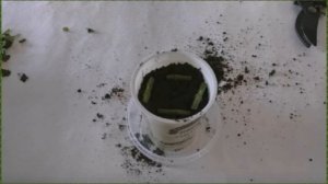 Как укоренить хризантему из букета простой и работающий способ