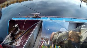 Рыбалка осенью. Твичинг река Свирь Ивинский разлив Щука, судак, окунь )