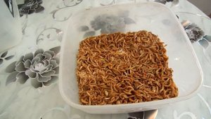 Как сохранить и замедлить окукливание мучного червя.