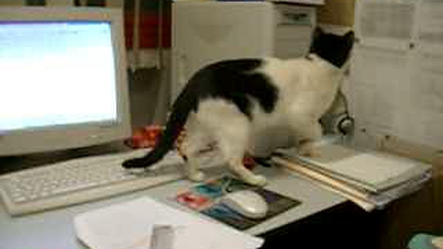 Cat - Tester