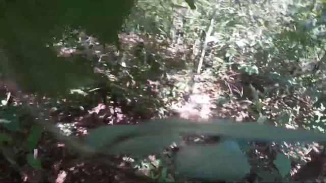 [ASMR] Jungle hike at Brazilian Savanna. смотреть онлайн