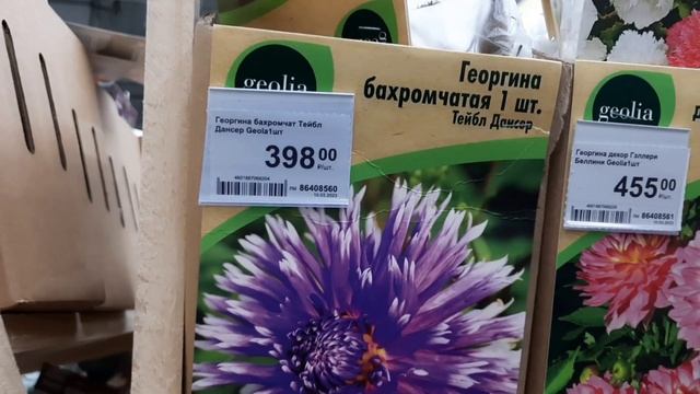 Леруа Мерлен останется в России. Обзор: рассада, саженцы, семена в Леруа Мерлен /Москва #леруамерле