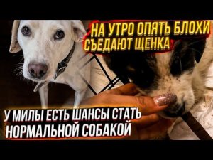 У Шанса на утро опять полно блох Куда пропал кот Кассир? Воспитываем Милу.