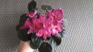 Обзор на сорт РМ Царица Савская. Впервые такое пышное шапочное цветение))).