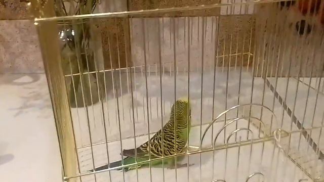 лечение попугая от чесоточного клеща самый безопасный смотреть онлайн