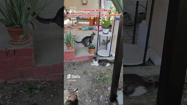 Наше кафе для бездомышей "Кошкина радость"